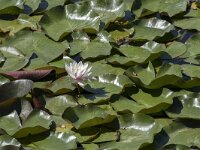 Nymphaea alba 27, Witte waterlelie, Saxifraga-Willem van Kruijsbergen