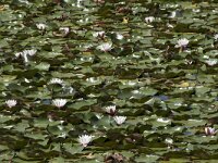 Nymphaea alba 28, Witte waterlelie, Saxifraga-Willem van Kruijsbergen