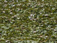 Nymphaea alba 29, Witte waterlelie, Saxifraga-Willem van Kruijsbergen