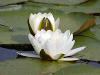 Nymphaea alba 3, Witte waterlelie, Saxifraga-Bart Vastenhouw