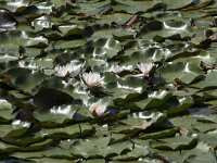 Nymphaea alba 30, Witte waterlelie, Saxifraga-Willem van Kruijsbergen