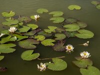 Nymphaea alba 34, Witte waterlelie, Saxifraga-Jan van der Straaten