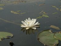 Nymphaea alba 4, Witte waterlelie, Saxifraga-Jan van der Straaten