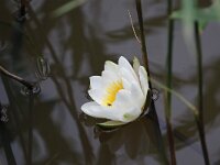 Nymphaea alba 45, Witte waterlelie, Saxifraga-Peter Meininger