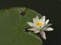 Nymphaea alba 5, Witte waterlelie, Saxifraga-Jan van der Straaten
