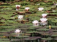 Nymphaea alba 6, Witte waterlelie, Saxifraga-Peter Meininger