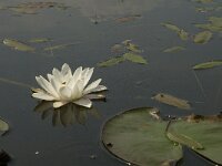 Nymphaea alba 7, Witte waterlelie, Saxifraga-Jan van der Straaten