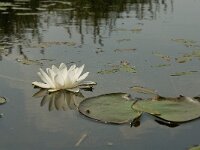 Nymphaea alba 9, Witte waterlelie, Saxifraga-Jan van der Straaten