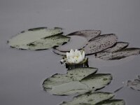 Nymphaea candida 3, Noordelijke waterlelie, Saxifraga-Peter Meininger