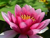 Nymphaea marliacea 2, Roze waterlelie, Saxifraga-Tom Heijnen