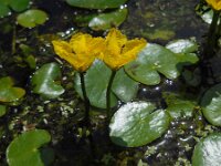 Nymphoides peltata 34, Watergentiaan, Saxifraga-Ed Stikvoort