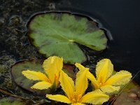 Nymphoides peltata 38, Watergentiaan, Saxifraga-Ed Stikvoort