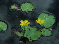 Nymphoides peltata 44, Watergentiaan, Saxifraga-Ed Stikvoort