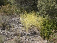 Odontites viscosus 2, Saxifraga-Paul-Westrich