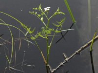 Oenanthe aquatica 5, Watertorkruid, Saxifraga-Peter Meininger