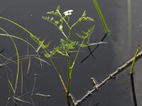 Oenanthe aquatica 5, Watertorkruid, Saxifraga-Peter Meininger
