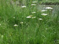 Oenanthe pimpinelloides 11, Beverneltorkruid, Saxifraga-Ed Stikvoort : Beverneltorkruid Groene Weelde Hoofddorp s9900