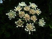 Oenanthe pimpinelloides 6, Beverneltorkruid, Saxifraga-Ed Stikvoort : Beverneltorkruid Groene Weelde Hoofddorp s9900