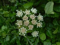 Oenanthe pimpinelloides 8, Beverneltorkruid, Saxifraga-Ed Stikvoort : Beverneltorkruid Groene Weelde Hoofddorp s9900