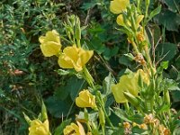 Oenothera biennis 7, Middelste teunisbloem, Saxifraga-Ab H Baas