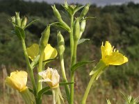 Oenothera deflexa 2, Zandteunisbloem, Saxifraga-Rutger Barendse