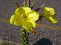 Oenothera erythrosepala 1, Grote teunisbloem, Saxifraga-Peter Meininger