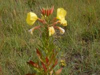 Oenothera glazioviana 5, Grote teunisbloem, Saxifraga-Ed Stikvoort