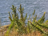 Oenothera oakesiana 1, Duinteunisbloem, Saxifraga-Peter Meininger