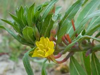 Oenothera oakesiana 2, Duinteunisbloem, Saxifraga-Ed Stikvoort