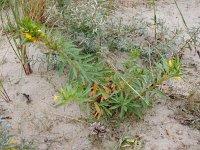 Oenothera oakesiana 4, Duinteunisbloem, Saxifraga-Peter Meininger
