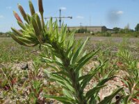 Oenothera oakesiana 5, Duinteunisbloem, Saxifraga-Rutger Barendse