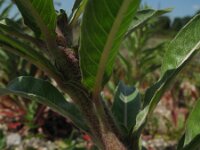 Oenothera oakesiana 6, Duinteunisbloem, Saxifraga-Rutger Barendse