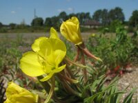 Oenothera oakesiana 7, Duinteunisbloem, Saxifraga-Rutger Barendse
