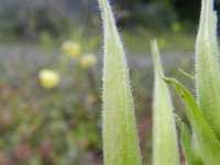 Oenothera oehlkersi 10, Saxifraga-Rutger Barendse