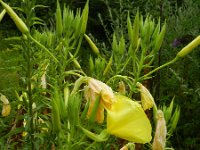 Oenothera oehlkersi 13, Saxifraga-Rutger Barendse