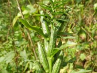 Oenothera oehlkersi 3, Saxifraga-Rutger Barendse