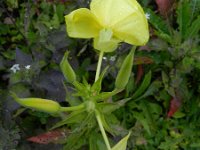 Oenothera oehlkersi 7, Saxifraga-Rutger Barendse