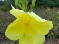 Oenothera oehlkersi 9, Saxifraga-Rutger Barendse