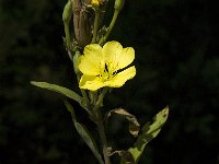 Oenothera parviflora 1, Kleine teunisbloem, Saxifraga-Jan van der Straaten