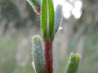 Oenothera perangusta 7, Saxifraga-Rutger Barendse