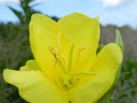 Oenothera pycnocarpa 3, Saxifraga-Rutger Barendse