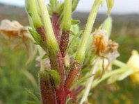 Oenothera rubricaulis 1, Saxifraga-Rutger Barendse