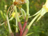 Oenothera rubricaulis 3, Saxifraga-Rutger Barendse