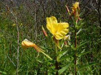Oenothera x fallax 3, Gestreepte teunisbloem, Saxifraga-Ed Stikvoort