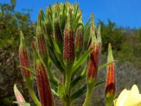 Oenothera x fallax 5, Gestreepte teunisbloem, Saxifraga-Ed Stikvoort