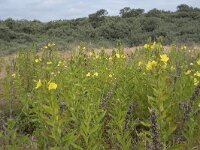 Oenothera x fallax 7, Gestreepte teunisbloem, Saxifraga-Willem van Kruijsbergen