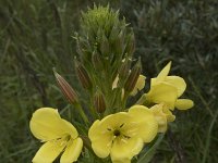 Oenothera x fallax 8, Gestreepte teunisbloem, Saxifraga-Willem van Kruijsbergen