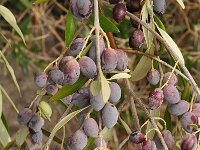Olea europaea 14, Saxifraga-Harry Jans