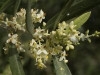 Olea europaea 3, Saxifraga-Jan van der Straaten