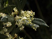 Olea europaea 4, Saxifraga-Jan van der Straaten